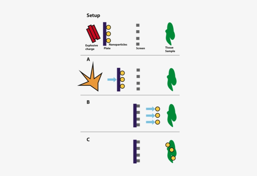 Over The Entire Time Interval From When The Explosion - Gene Gun Gold Nanoparticles, transparent png download