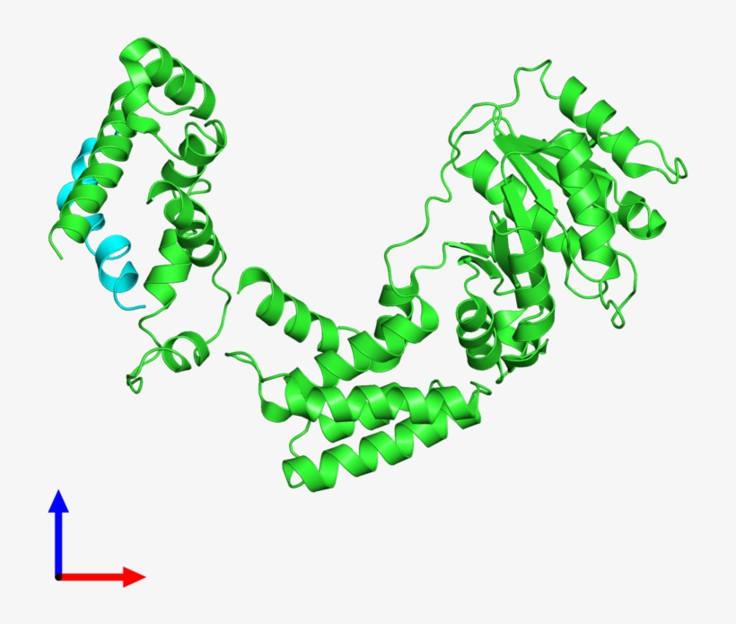 Pdb 3kl4 Coloured By Chain And Viewed From The Front, transparent png download
