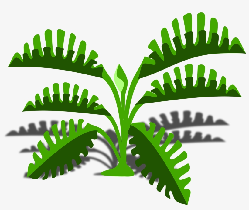 Philodendron Png, transparent png download