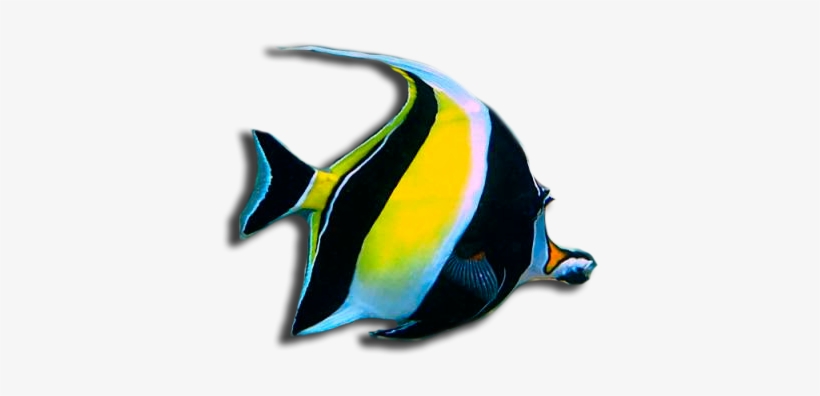 Peces Agua Salada - Peces De Agua Dulce Png, transparent png download