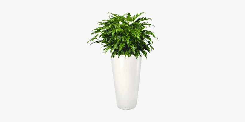 Philodendron Xanadu, transparent png download