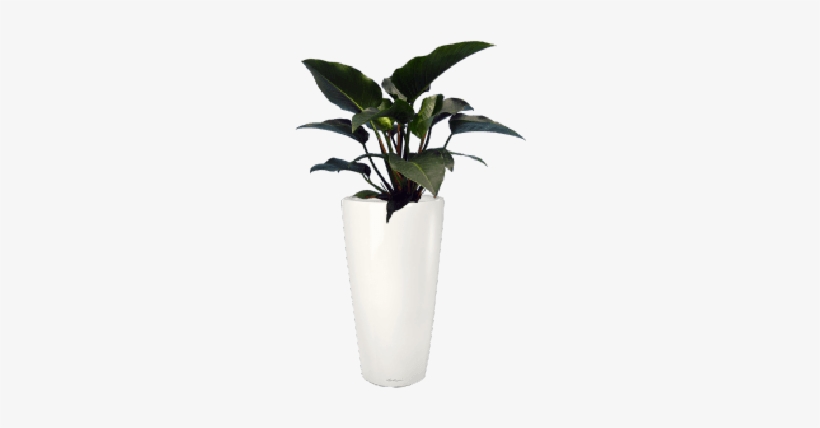 Philodendron Rojo Congo - Flowerpot, transparent png download