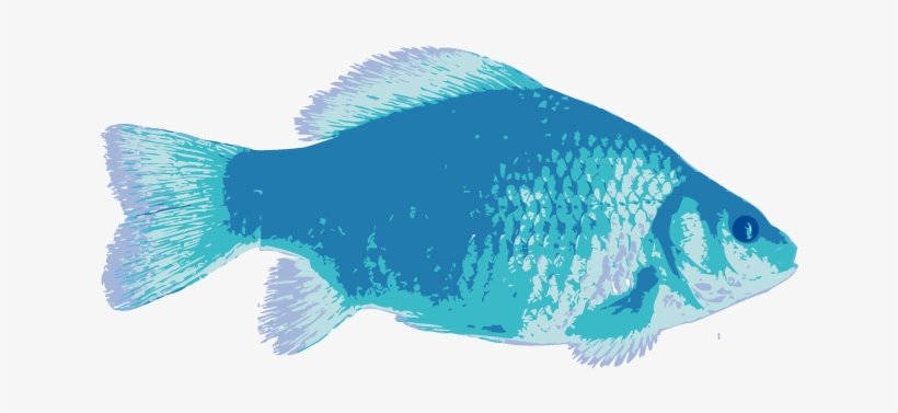 Imagenes Png De Peces, transparent png download