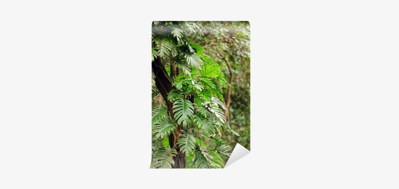 Wall, transparent png download