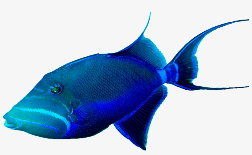 Peces Del Oceano Png, transparent png download