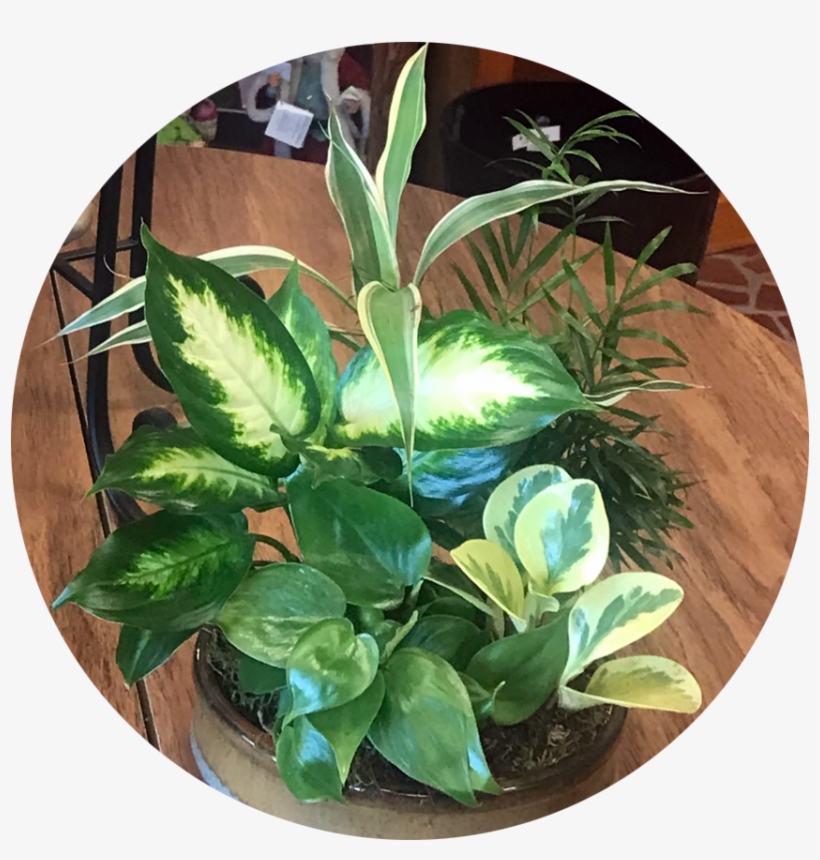 Philodendron, transparent png download