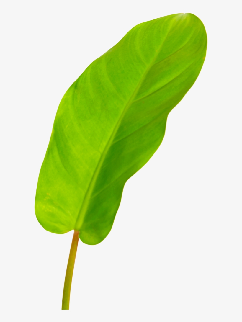Philodendron Lemon Leaf - Lemon, transparent png download