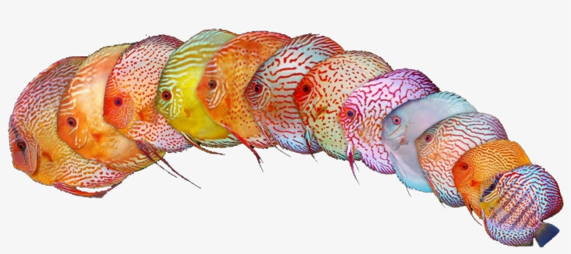 Colores Peces Disco, transparent png download