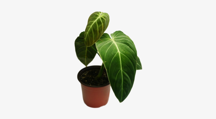 Philodendron Melanochrysum 'black Gold Philodendron' - Houseplant, transparent png download