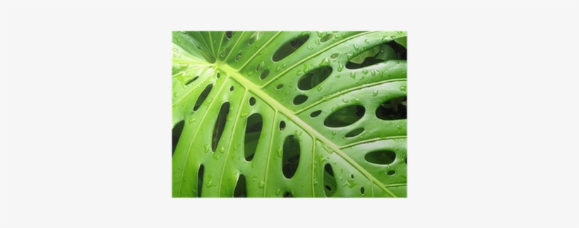 Philodendron, transparent png download