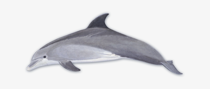 Bottlenose Dolphin - Bottlenose Dolphin Png, transparent png download