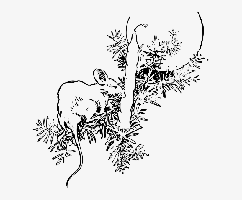 Mouse And Candle Png Clip Arts - Fir Tree, transparent png download