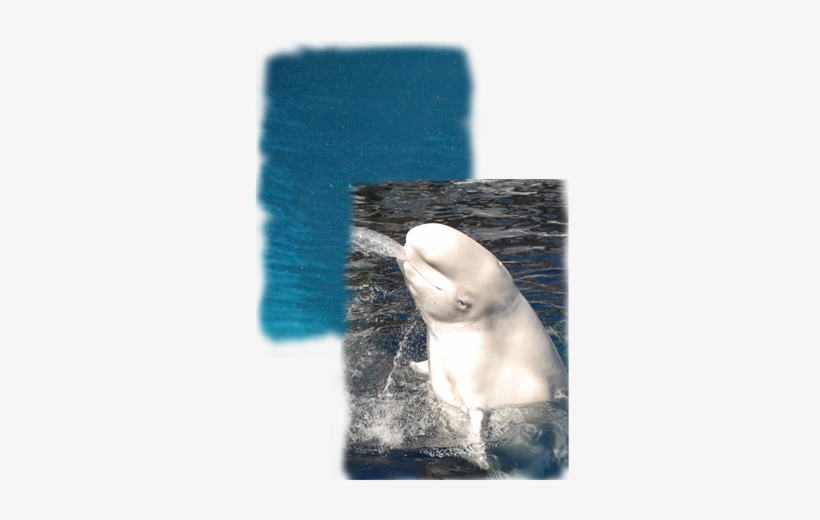 Discover How The Vocal, Social Beluga Whale Survives - Beluga Whale, transparent png download