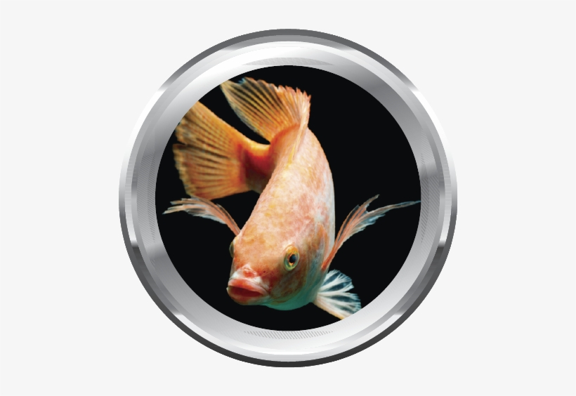 Categorías Para Piscicultura De Peces De Agua Cálida - Tilapia, transparent png download