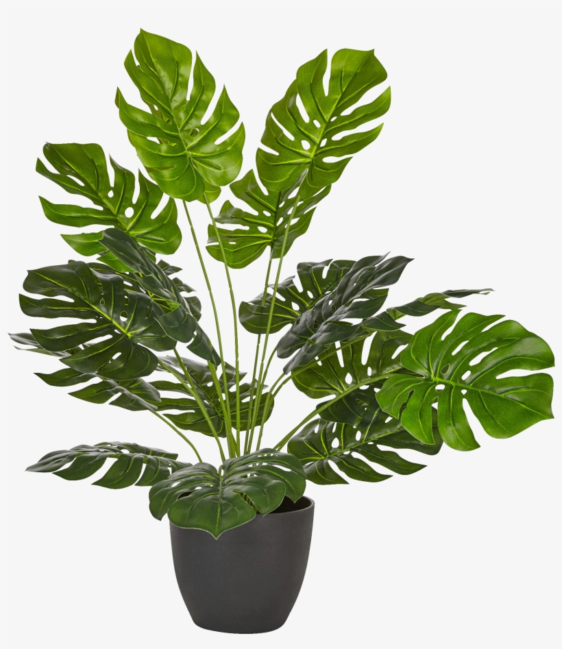 Philodendron Artificiel En Pot H50cm-philo - Philodendron En Pot, transparent png download