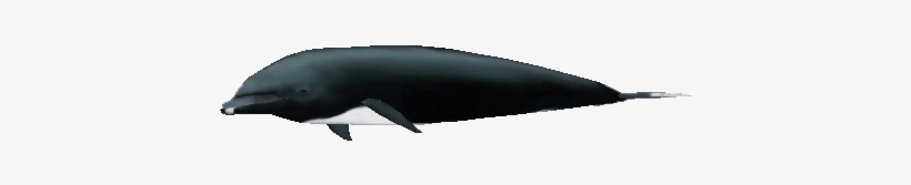 Northern Right Whale Dolphin - Dolphin, transparent png download