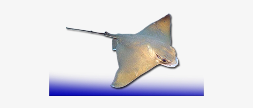Mediterraneo - Skate, transparent png download