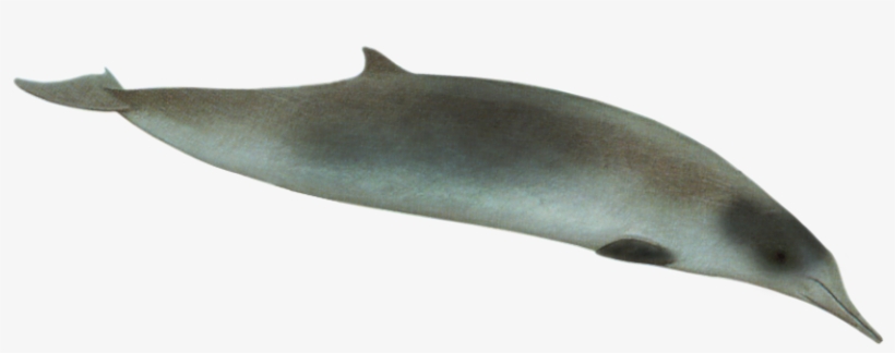 Spade Toothed Beaked Whale - Transparent Spade Toothed Whale, transparent png download