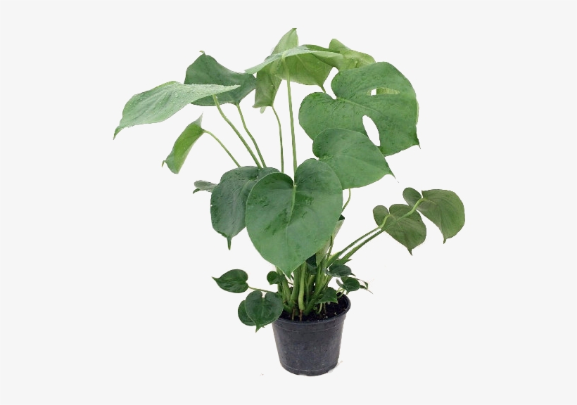 Split Leaf Philodendron 6" Pot - Philodendron, transparent png download
