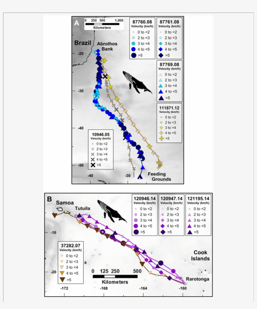 Route Fidelity And Non Route Fidelity Movements Of - Whales, transparent png download