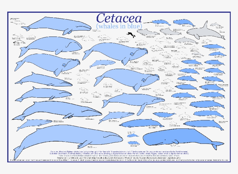 A Mammal Is A Warm-blooded Animal Whose Young Are Born - Blue Whale Size Comparison, transparent png download