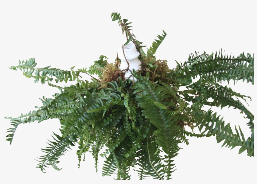 It Might Include Wandering Jew, Asparagus Ferns, Caladium, - Angiopteris Evecta, transparent png download