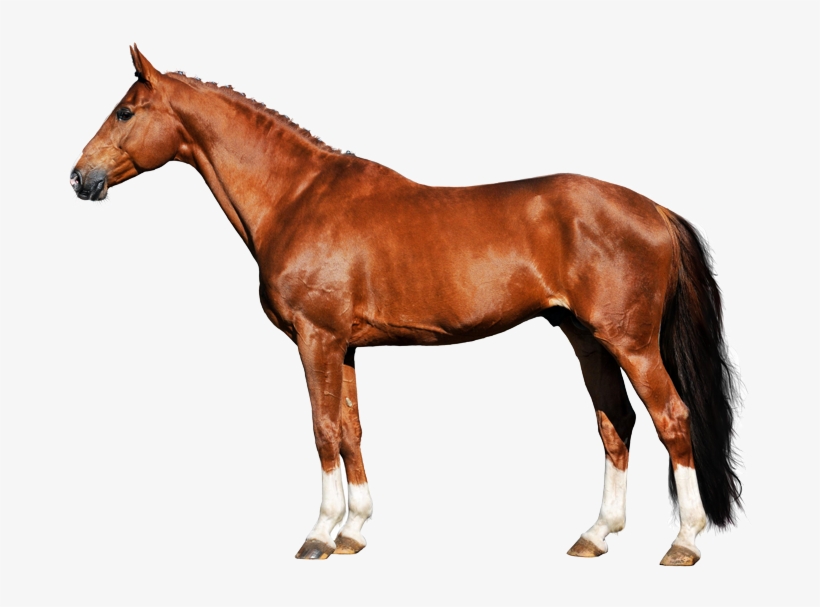 Advanced Hoof Care - Russische Don Paard, transparent png download