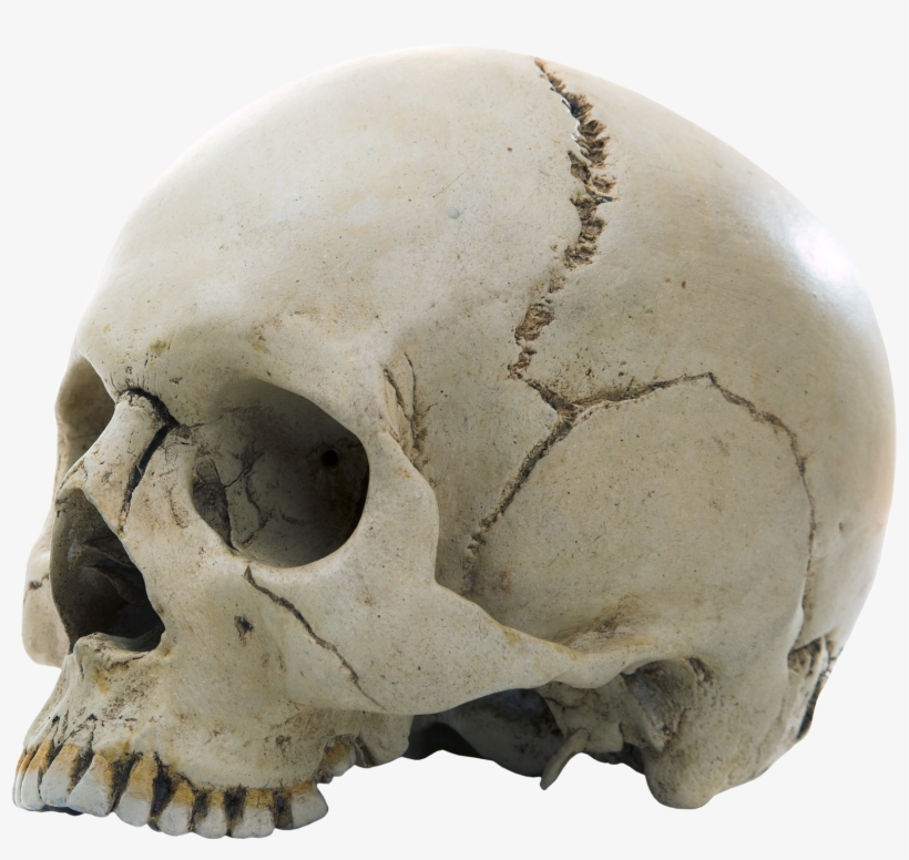 Skull Png - Forensic Osteology: Advances In The Identification, transparent png download