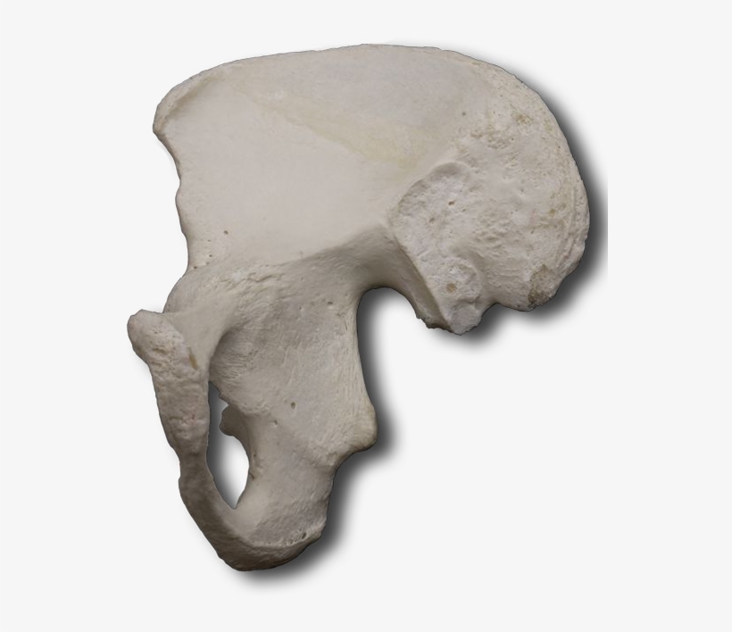 Hip Bone - Ilium, transparent png download