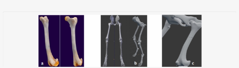 A) Modeling Realistic Femur Bone Of Dog Rendered With - Femur, transparent png download