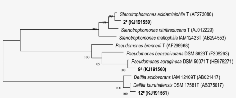 Phylogenetic Tree Derived From 16s Rdna Sequence Data - Number, transparent png download