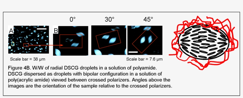 File - Wwf4b - Portable Network Graphics, transparent png download