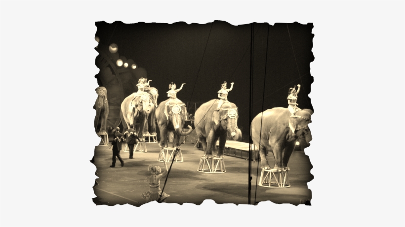 Every Major Circus That Uses Animals Has Been Cited - Russian Circus Elephants, transparent png download