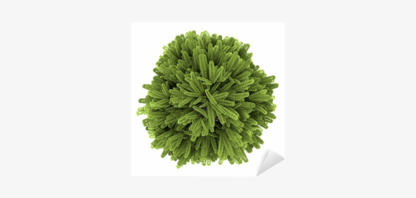 Top View Of Staghorn Sumac Bush Isolated On White Background - Staghorn Sumac, transparent png download