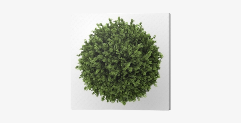 Top View Of Elderberry Bush Isolated On White Background - Arbol Planta Sin Fondo, transparent png download