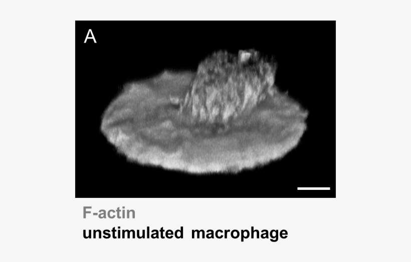 Z Stack Of A Primary Macropage Without Stimulation - Human, transparent png download