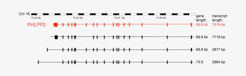 Genomic Organization Of The Phlpp2 Transcripts - Sheet Music, transparent png download