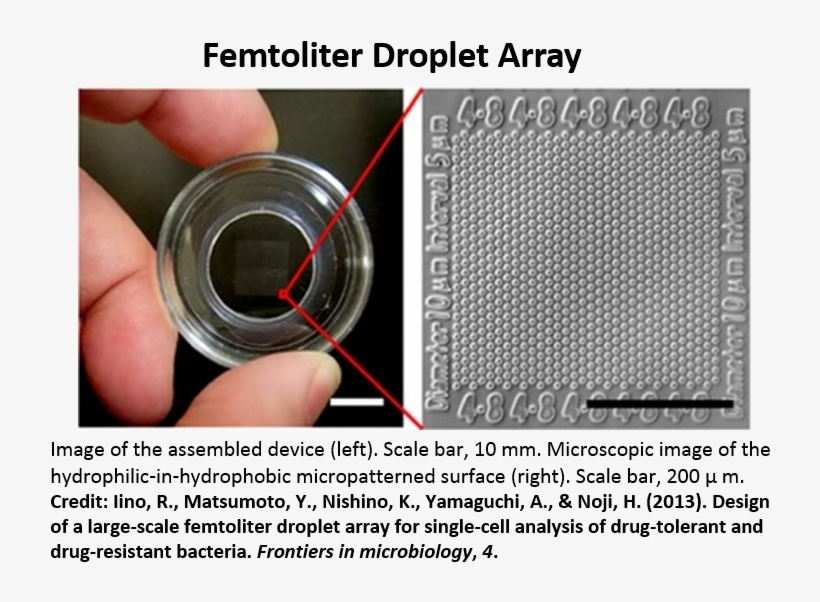 Shared Results - Bacterial Single Cell Analysis, transparent png download