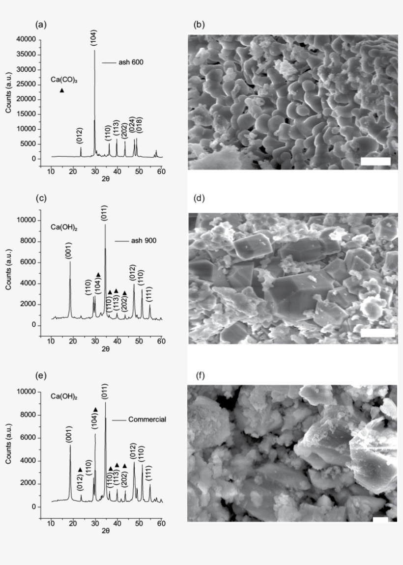 The Samples And Scanning Electron Microscope Images - Scanning Electron Microscope, transparent png download