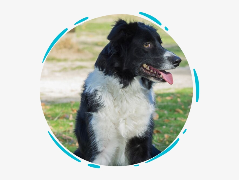 Los Perros Son Utilizados Para Detectar Una Gran Variedad - Dog Catches Something, transparent png download