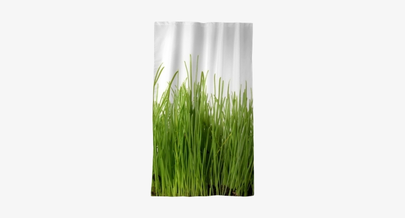 Sweet Grass, transparent png download