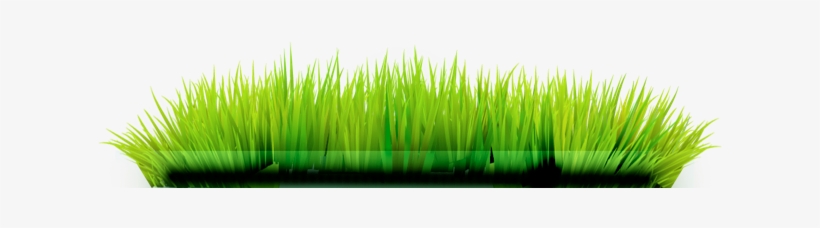Lawn, transparent png download