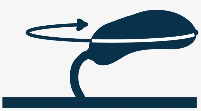 The Cell Is Specifically Tethered To The Glass Surface, transparent png download