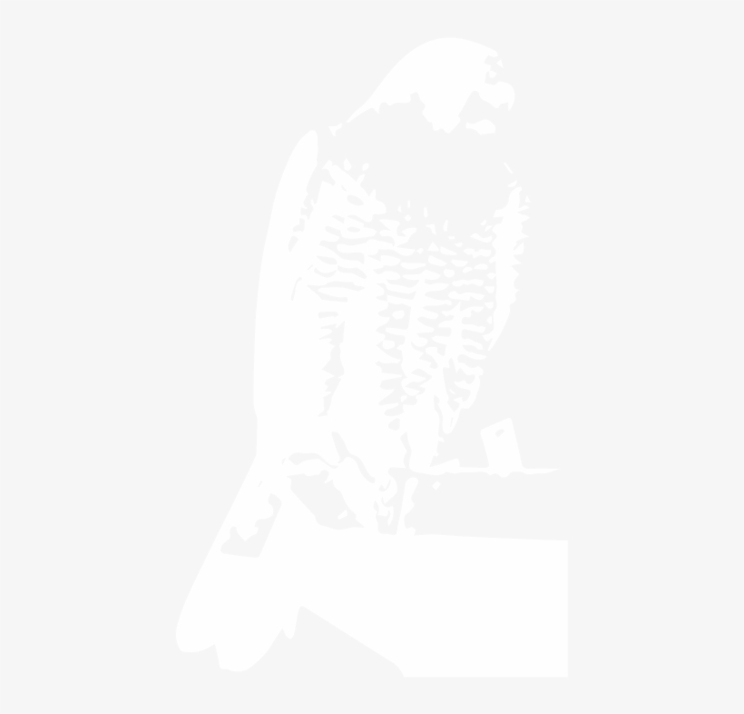 Red-tailed Hawk - Illustration, transparent png download