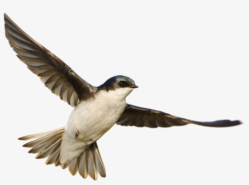Part 11 Banner - Osprey, transparent png download
