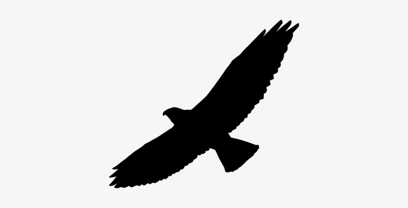 Animal Bird Bird Of Prey Clips Grasshopper - Hawk Clipart, transparent png download
