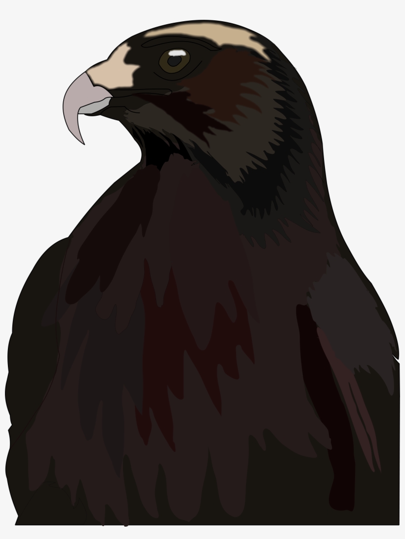 Hawk - Red-tailed Hawk, transparent png download