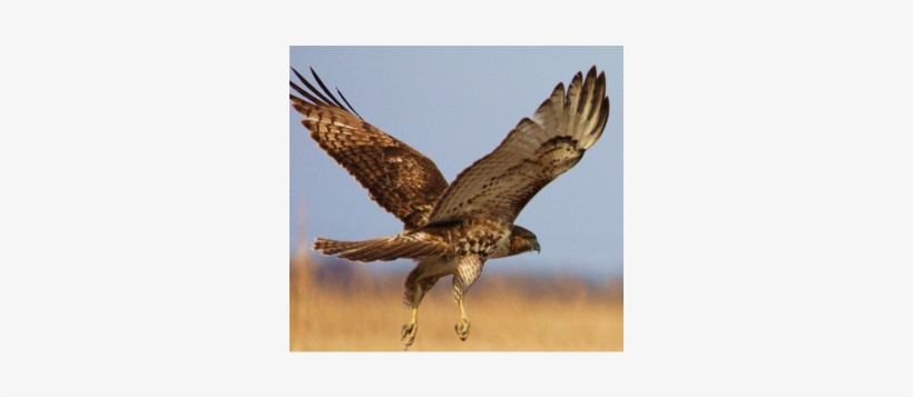 Red Tailed Hawks - Hawk, transparent png download
