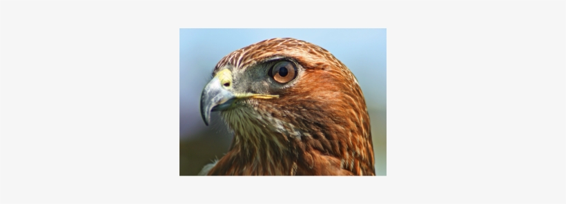 Red Tailed Hawks - Head Of A Hawk, transparent png download
