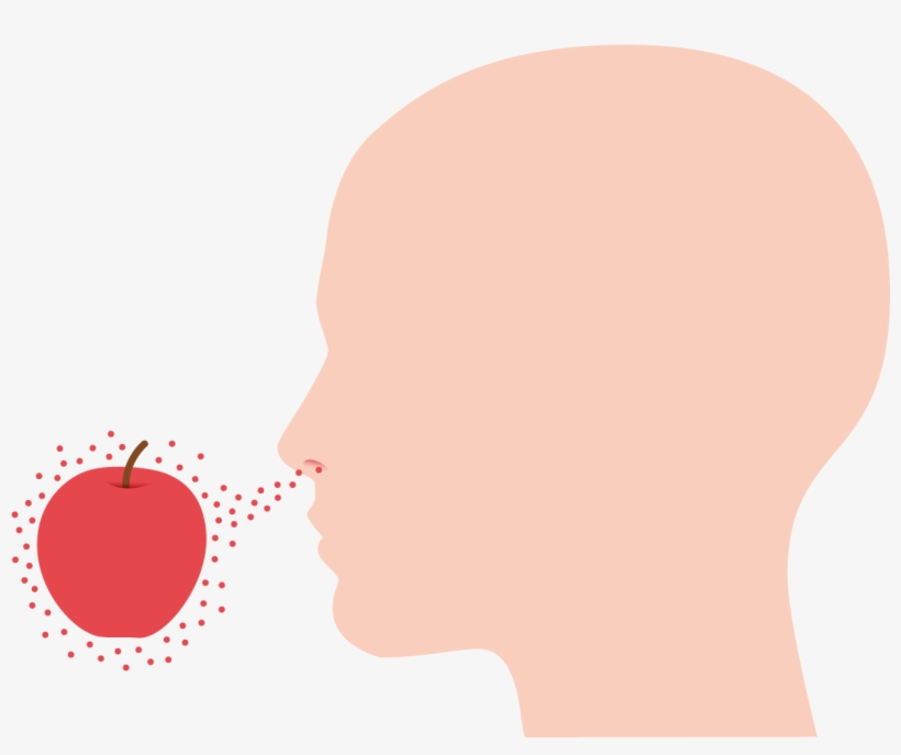 Olfactory Perception - Illustration, transparent png download